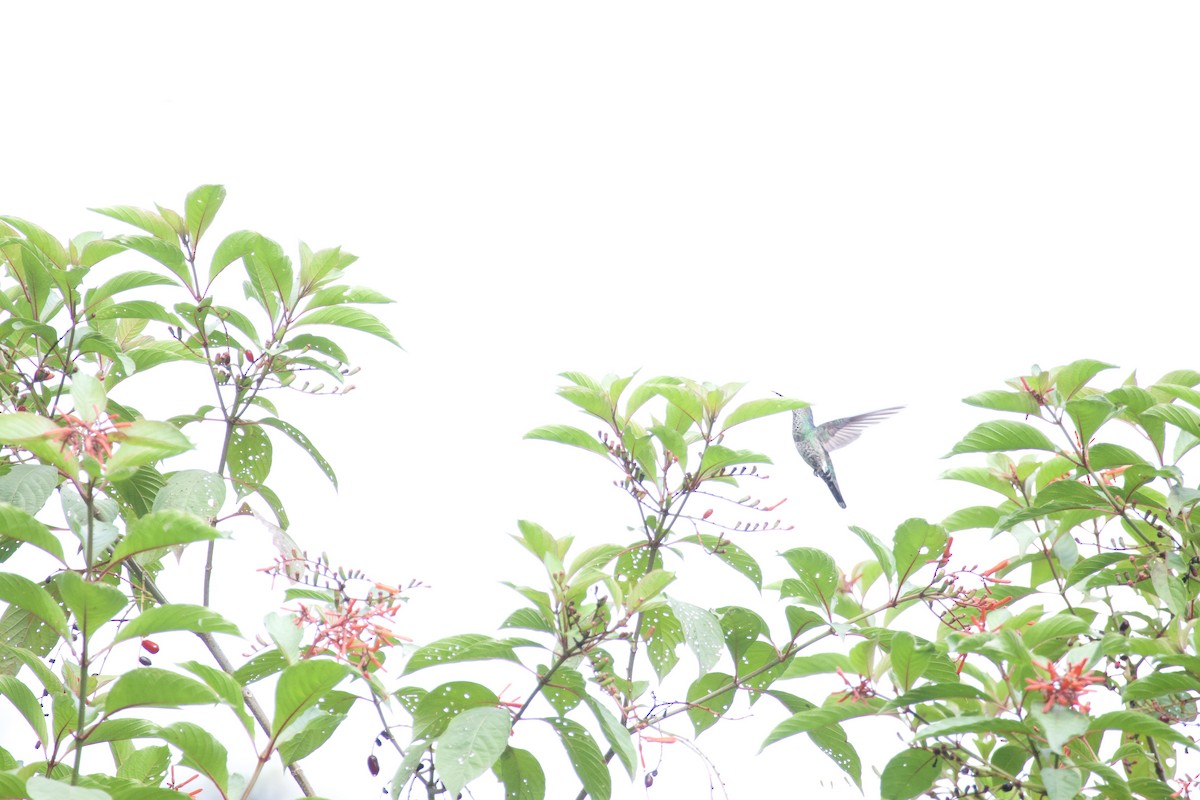 Blue-chested Hummingbird - ML619204474