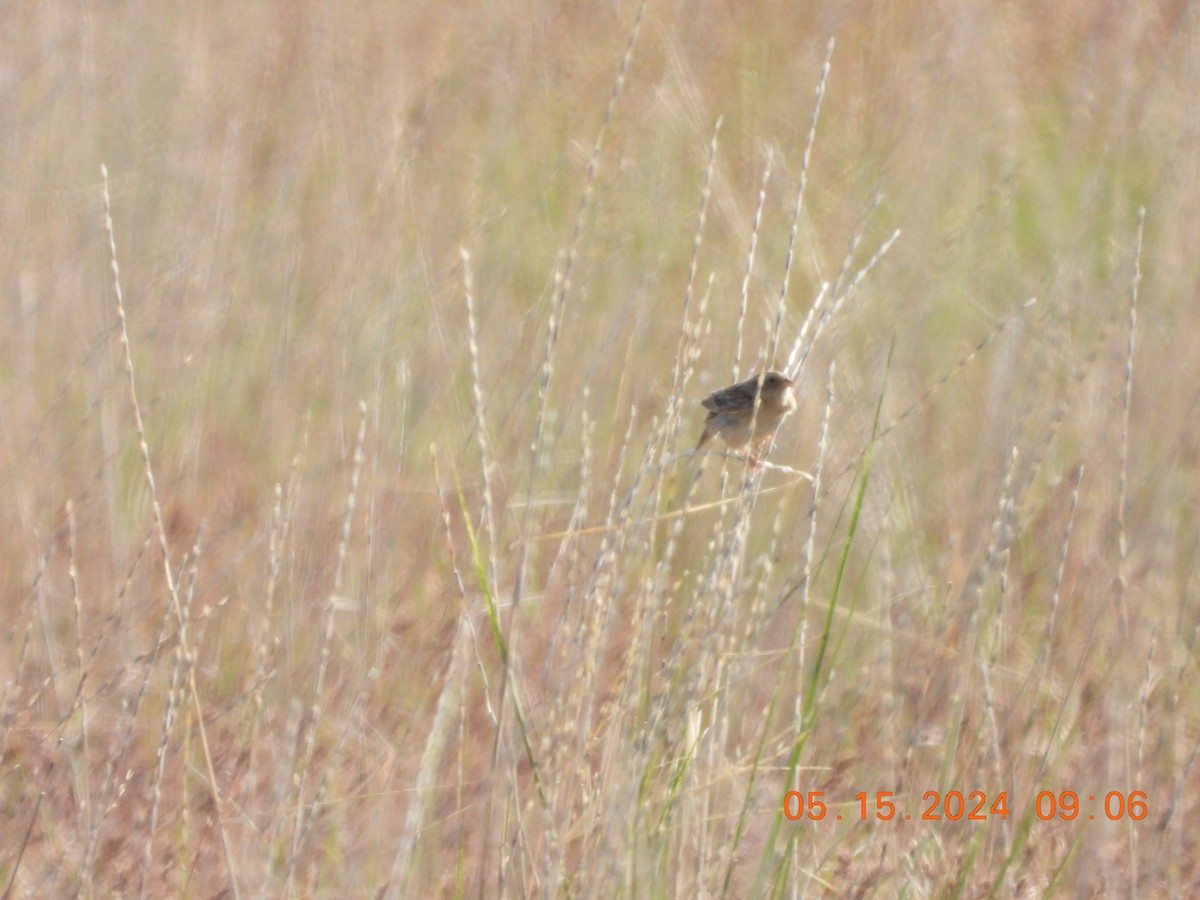 Grasshopper Sparrow - ML619204480