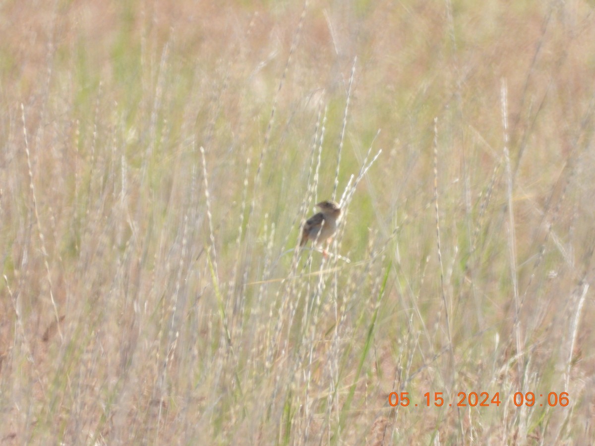 Grasshopper Sparrow - ML619204482