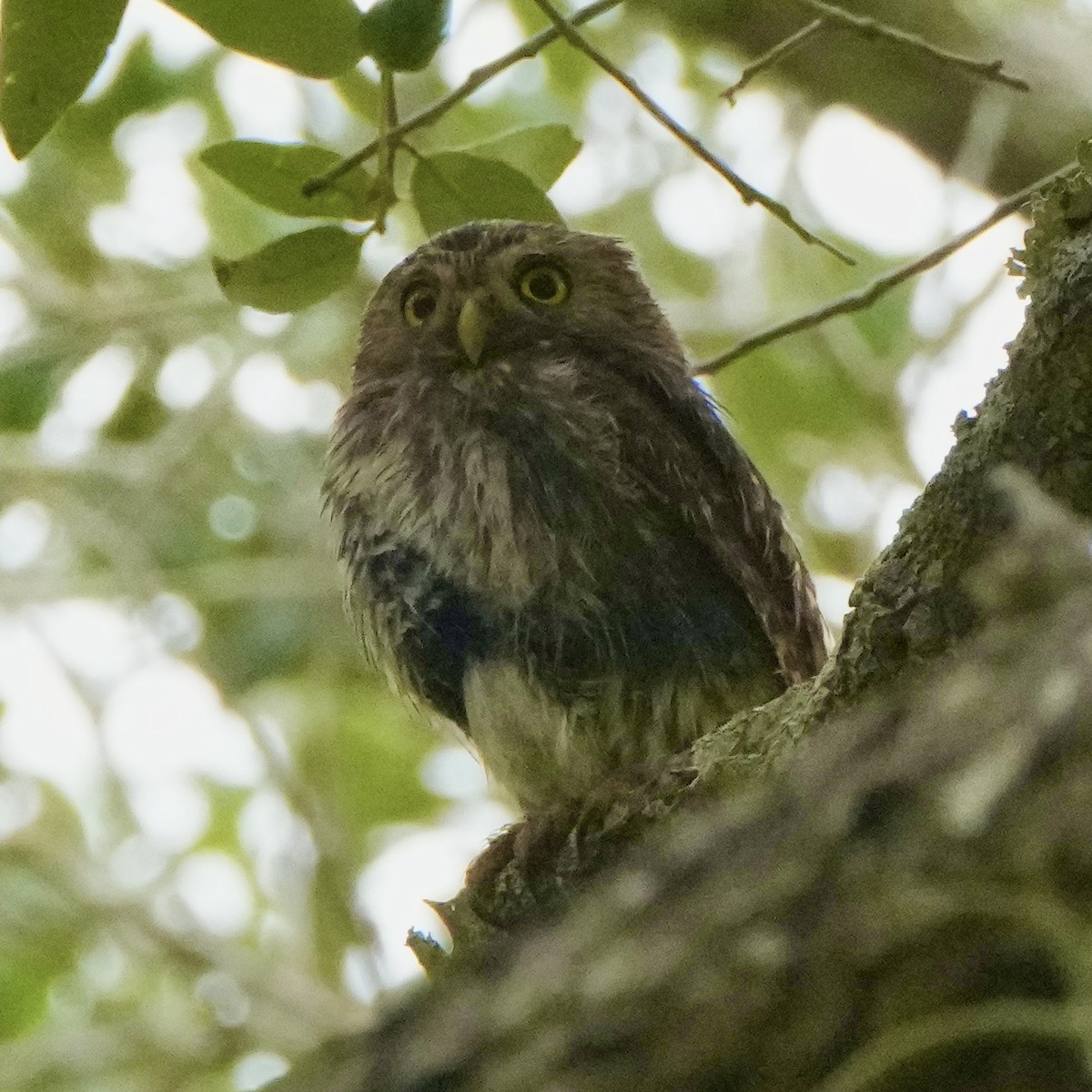 Ferruginous Pygmy-Owl - ML619204491