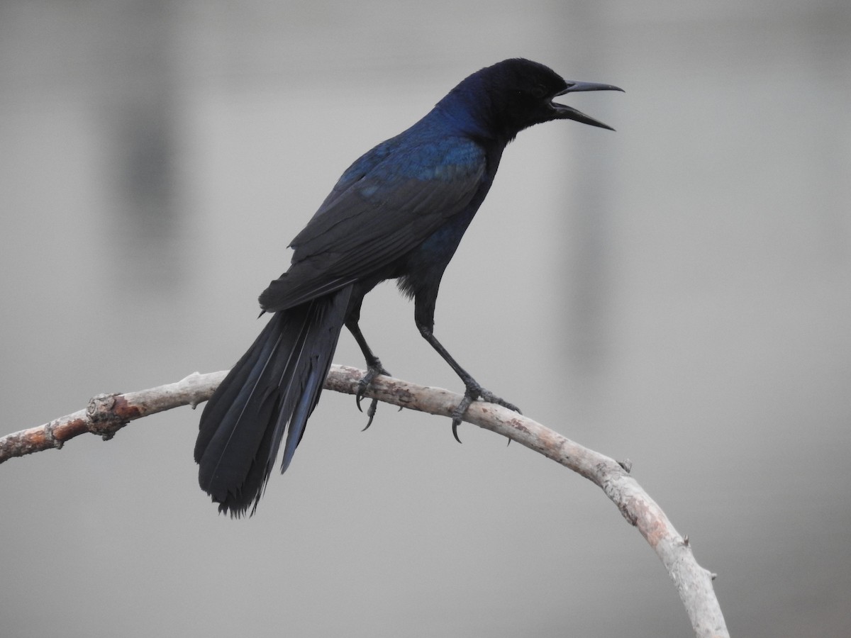 Boat-tailed Grackle - ML619204521
