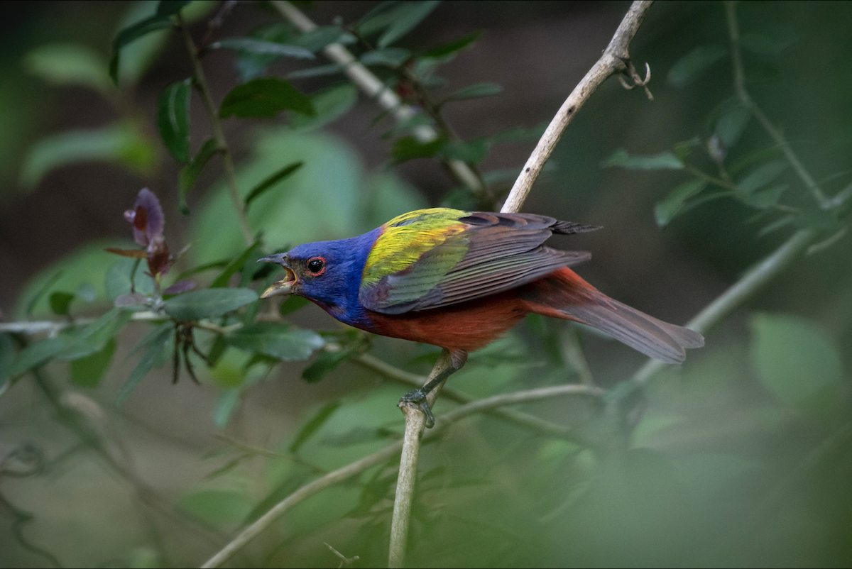 Painted Bunting - ML619204569