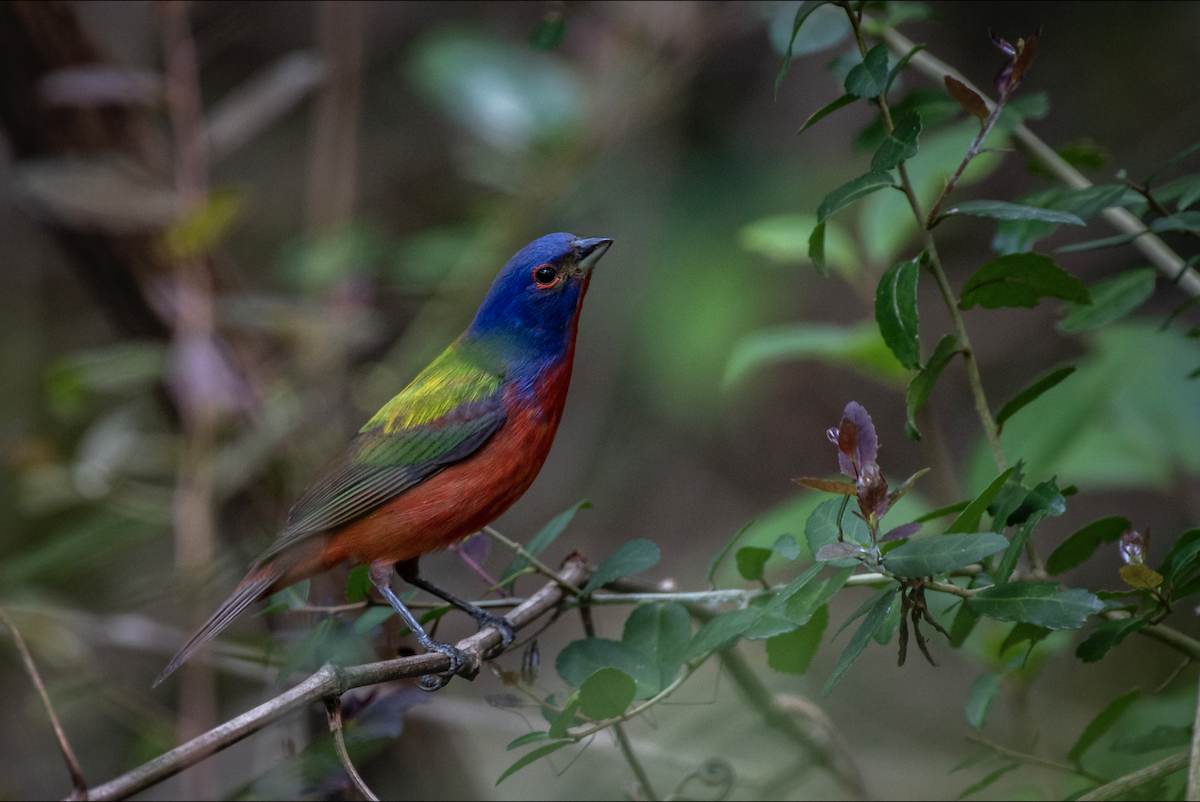 Painted Bunting - ML619204570