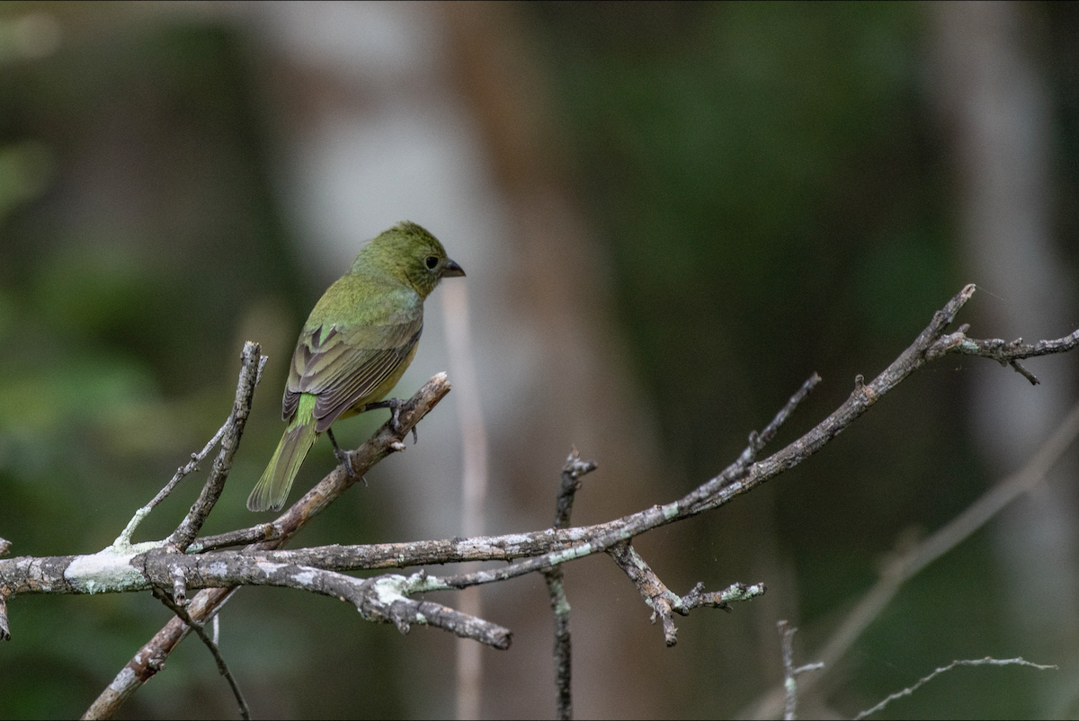 Painted Bunting - ML619204572