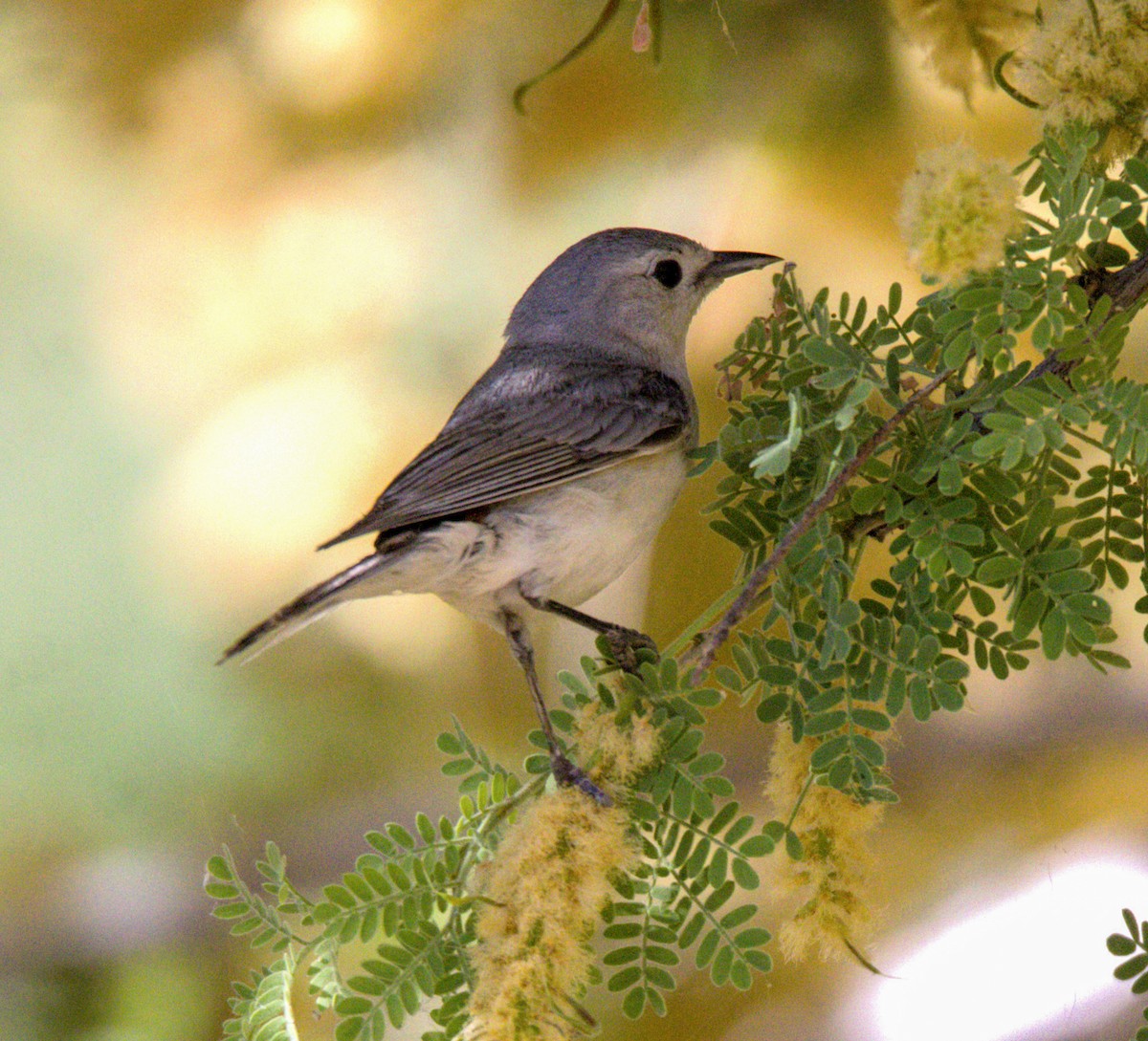 Lucy's Warbler - ML619204578