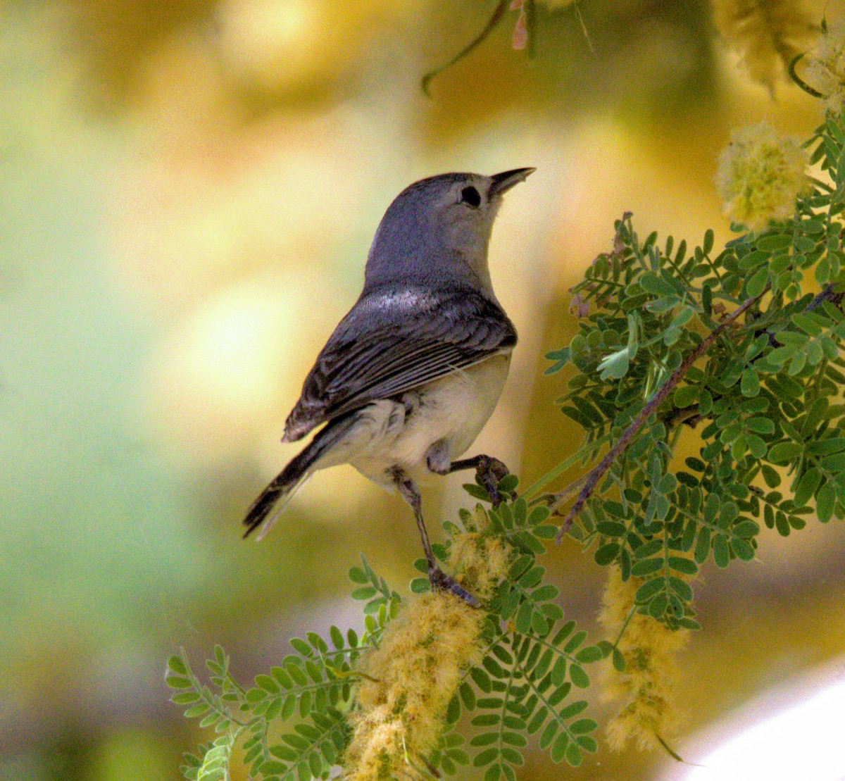 Lucy's Warbler - ML619204581