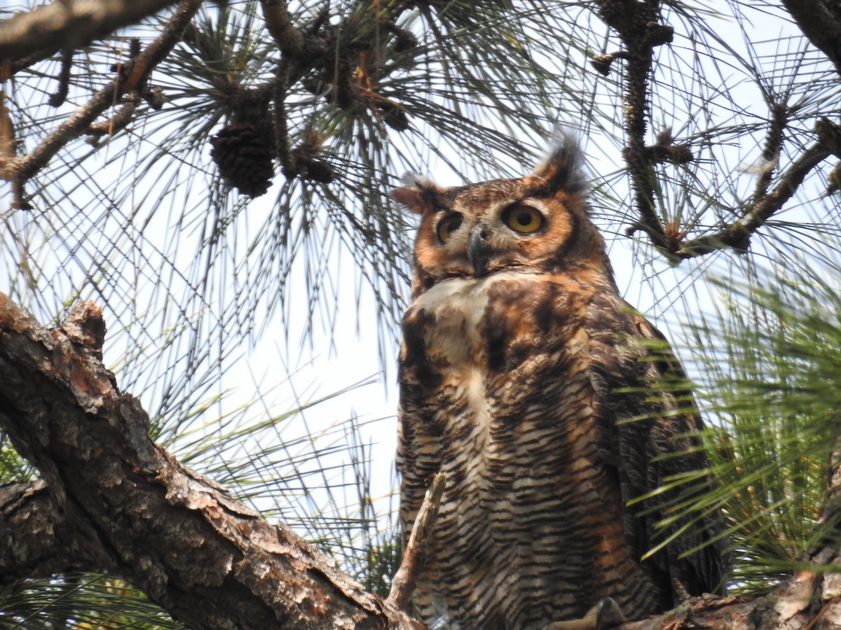 Great Horned Owl - ML619204598