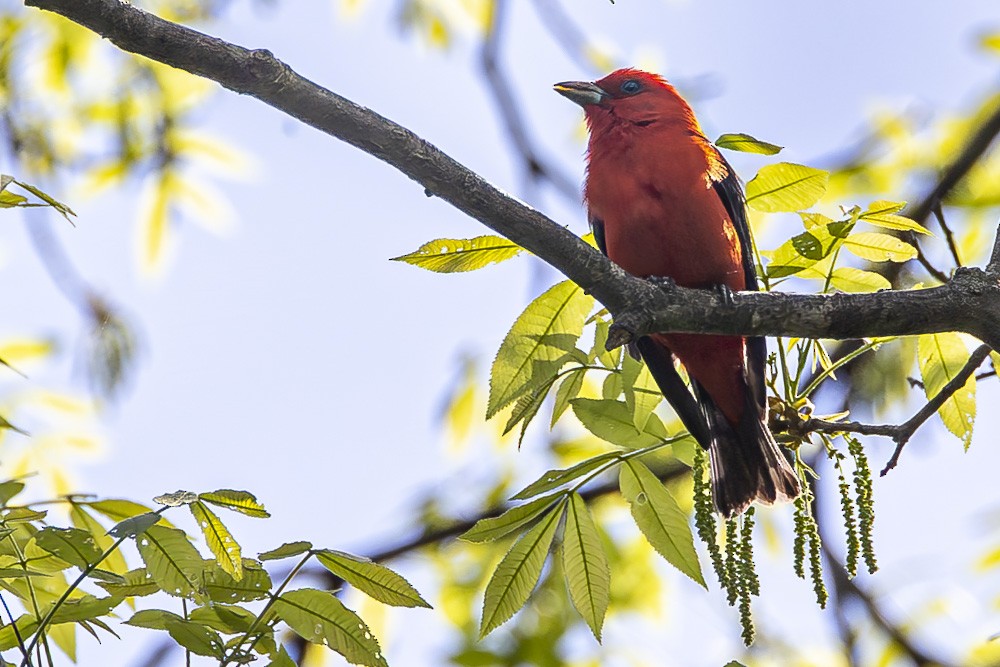 Scarlet Tanager - ML619204613