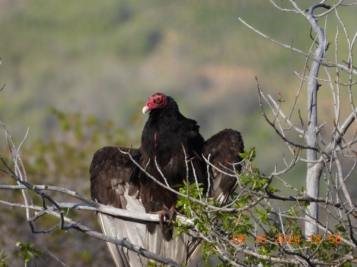 Turkey Vulture - ML619204615