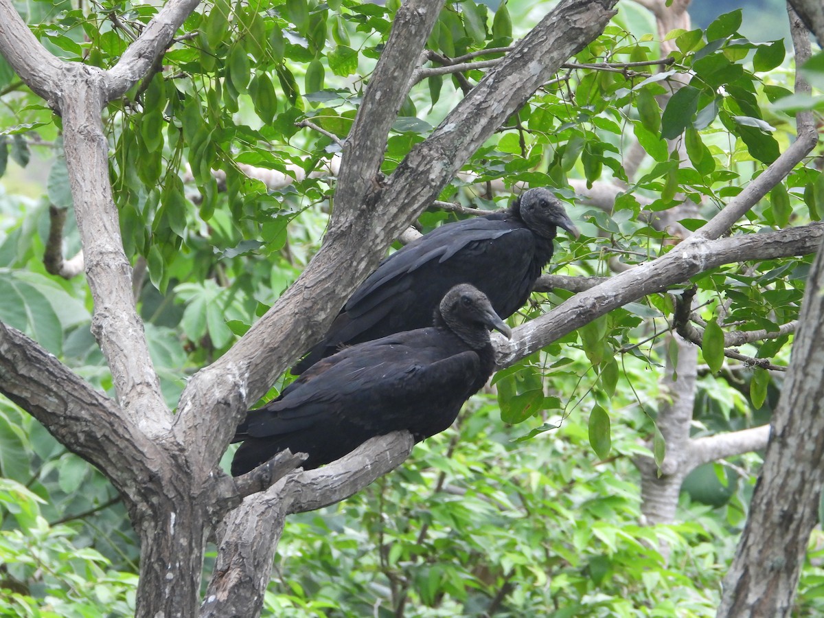 Black Vulture - ML619204617