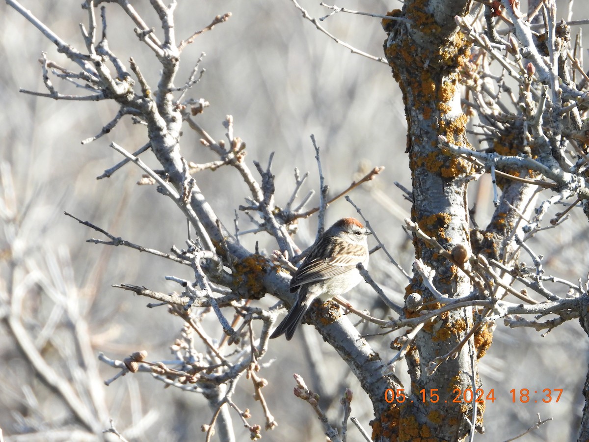 Chipping Sparrow - ML619204621