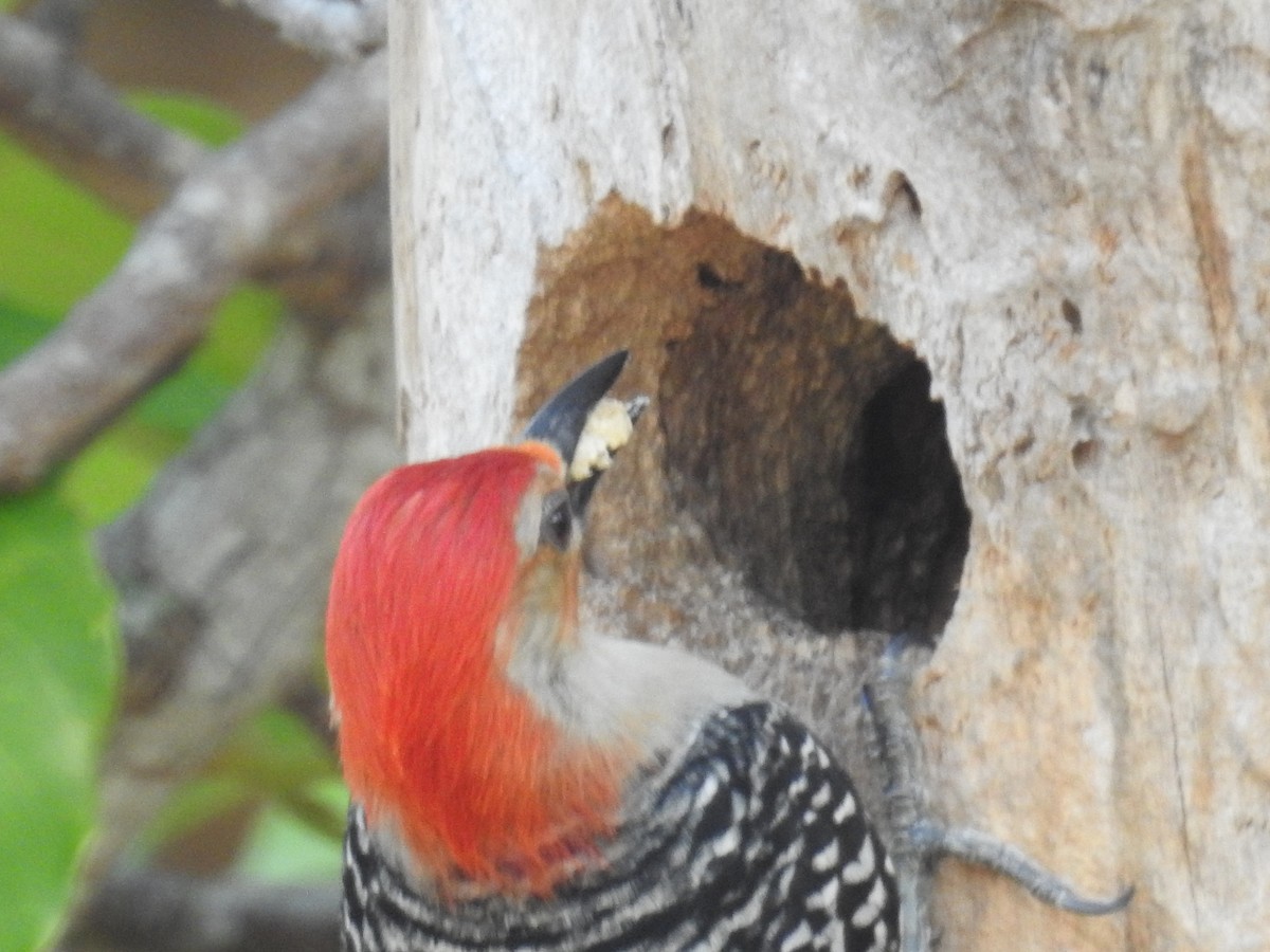 Red-bellied Woodpecker - ML619204631