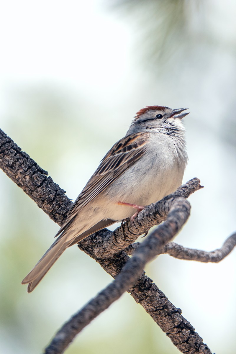 Chipping Sparrow - ML619204635
