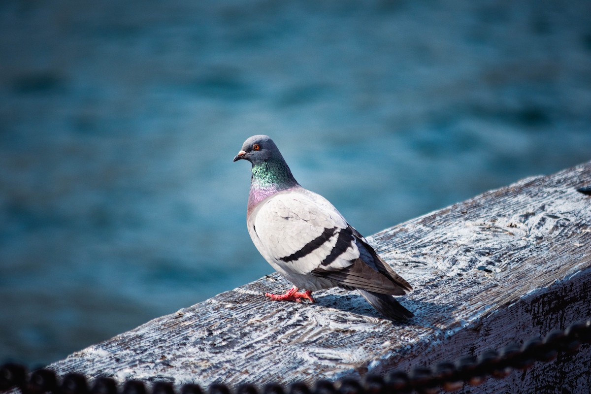 Rock Pigeon (Feral Pigeon) - ML619204646