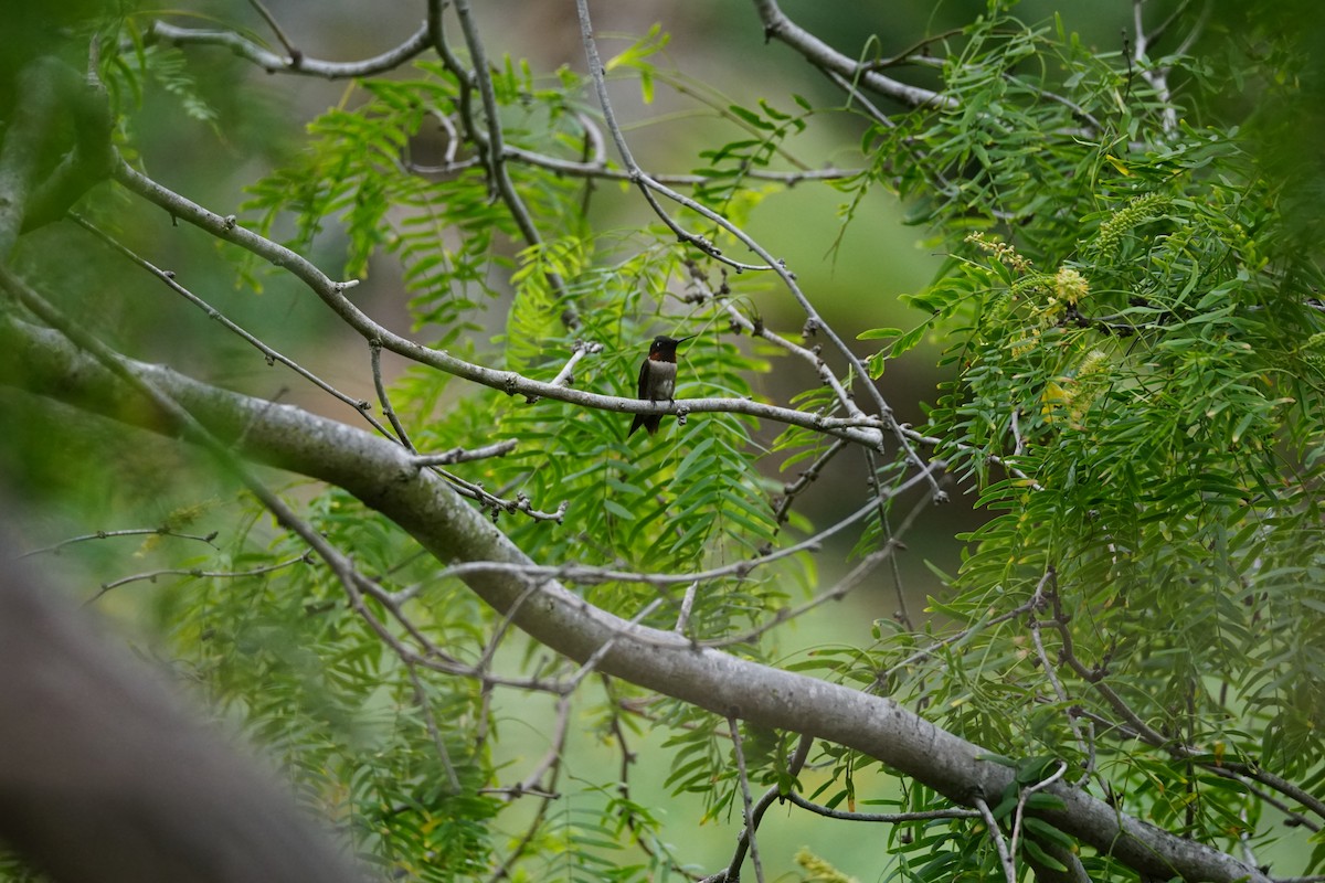 Yakut Boğazlı Kolibri - ML619204706