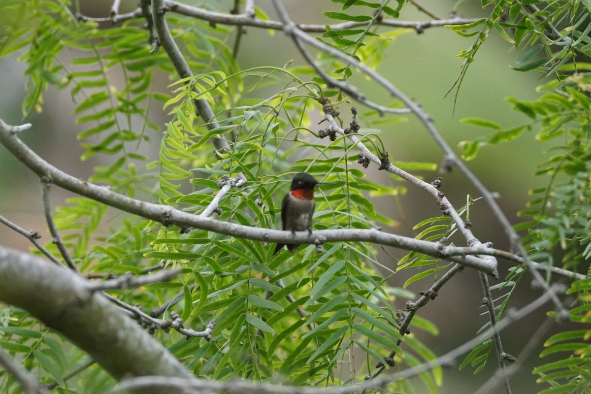 Ruby-throated Hummingbird - ML619204717