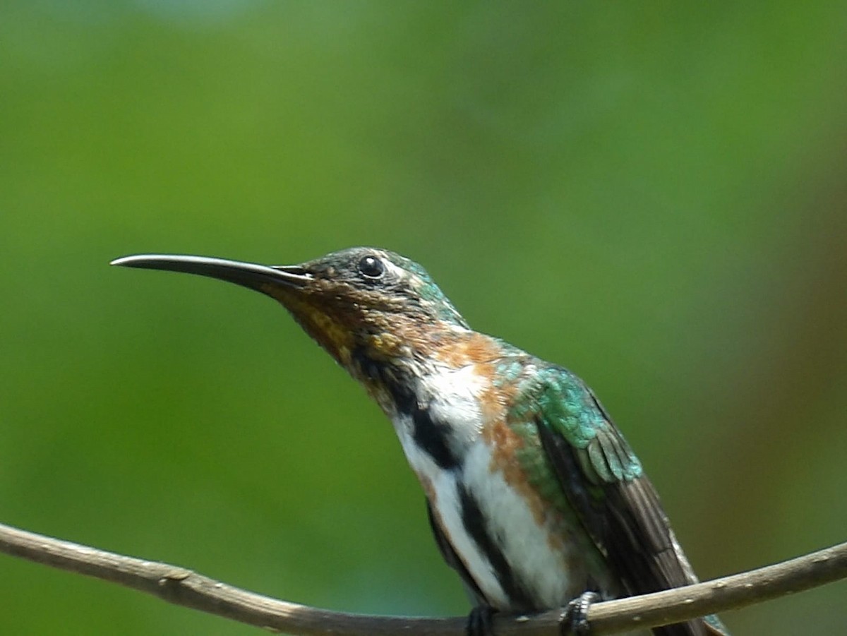 kolibřík panamský - ML619204785