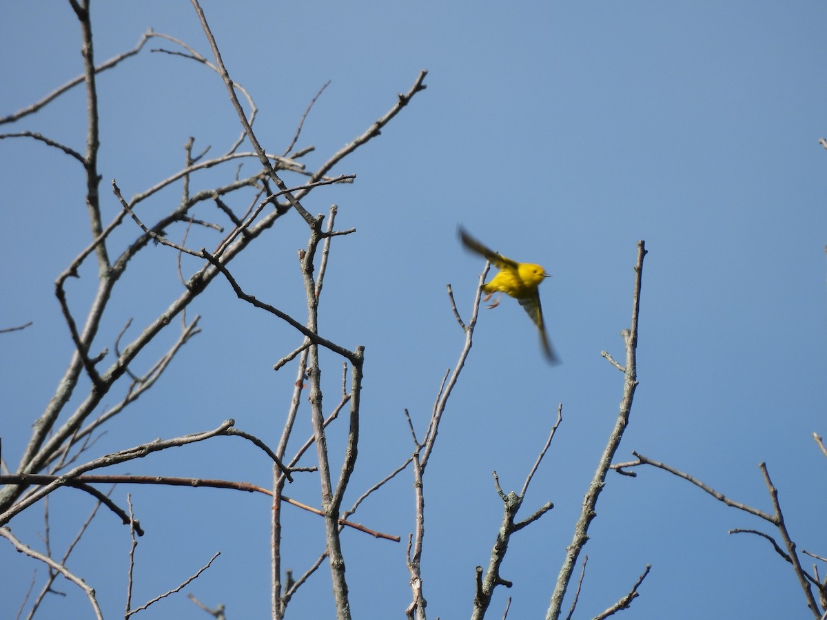 Yellow Warbler - ML619204811