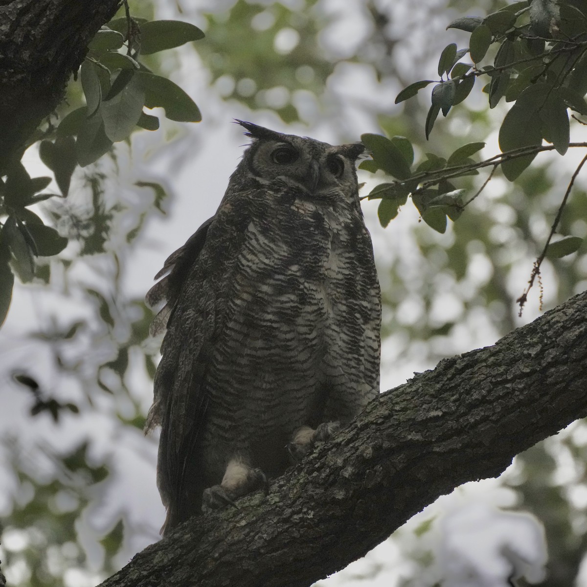 Great Horned Owl - ML619204836