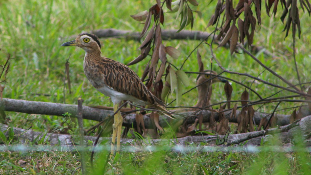 Double-striped Thick-knee - ML619204851