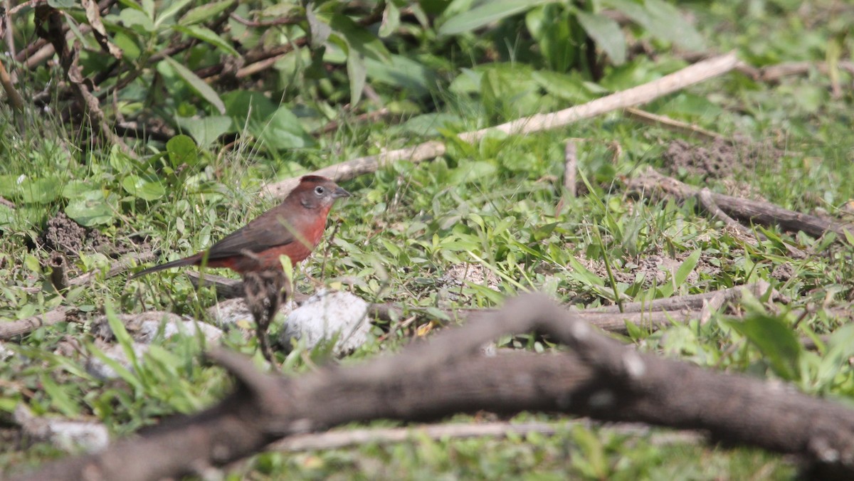 Red-crested Finch - ML619204867