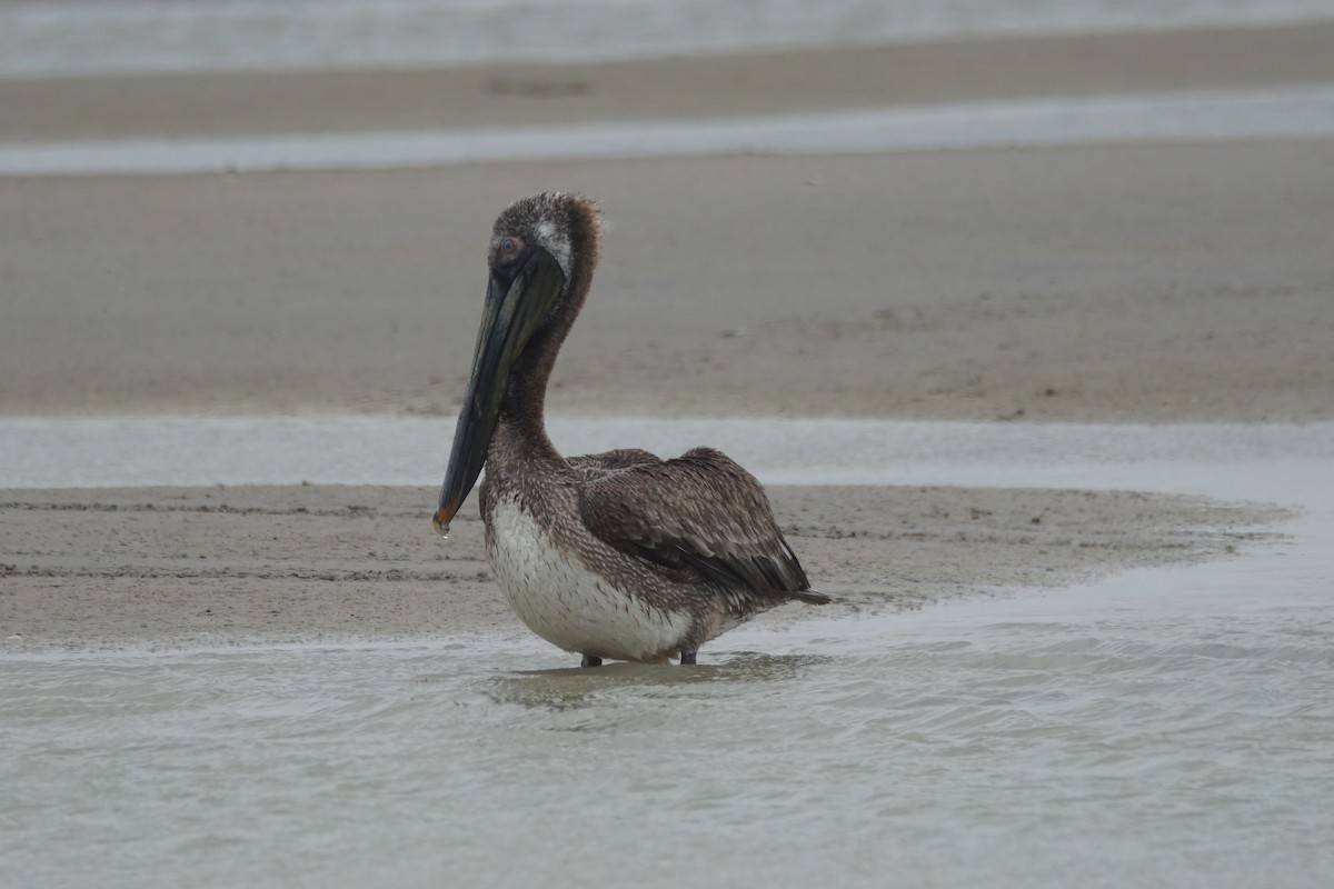 pelikán hnědý - ML619204889