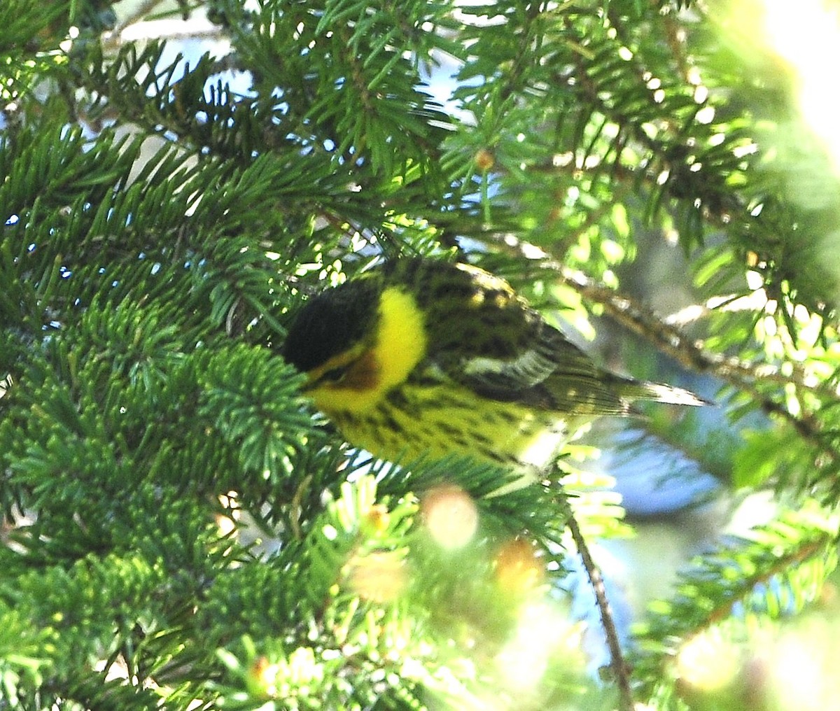 Cape May Warbler - ML619204891