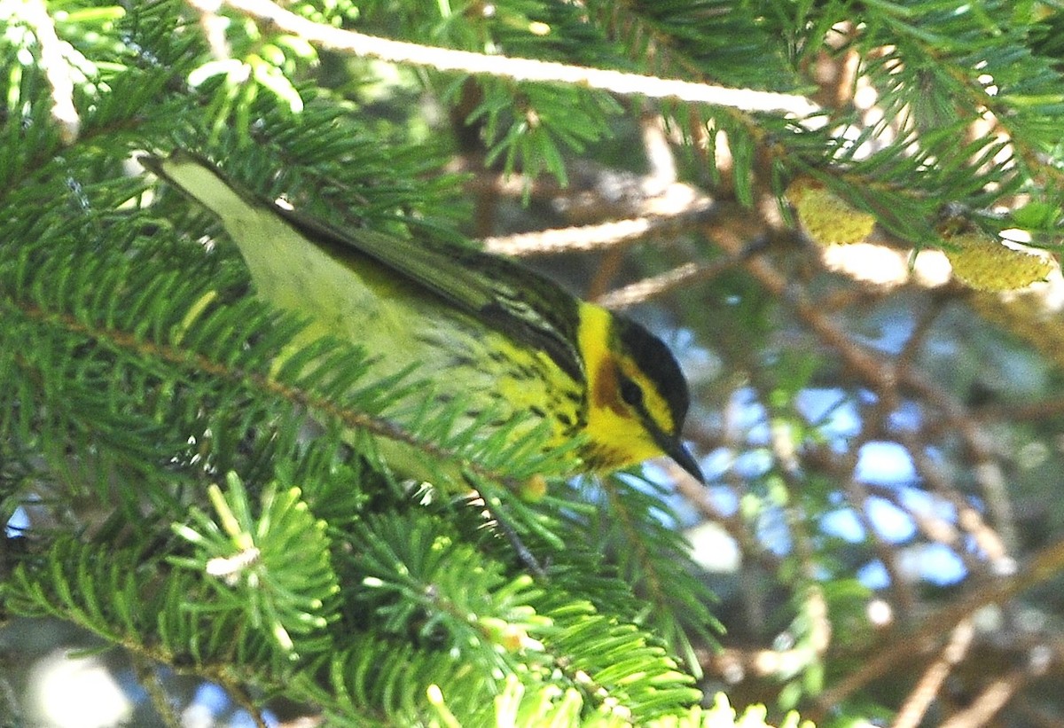 Cape May Warbler - ML619204899