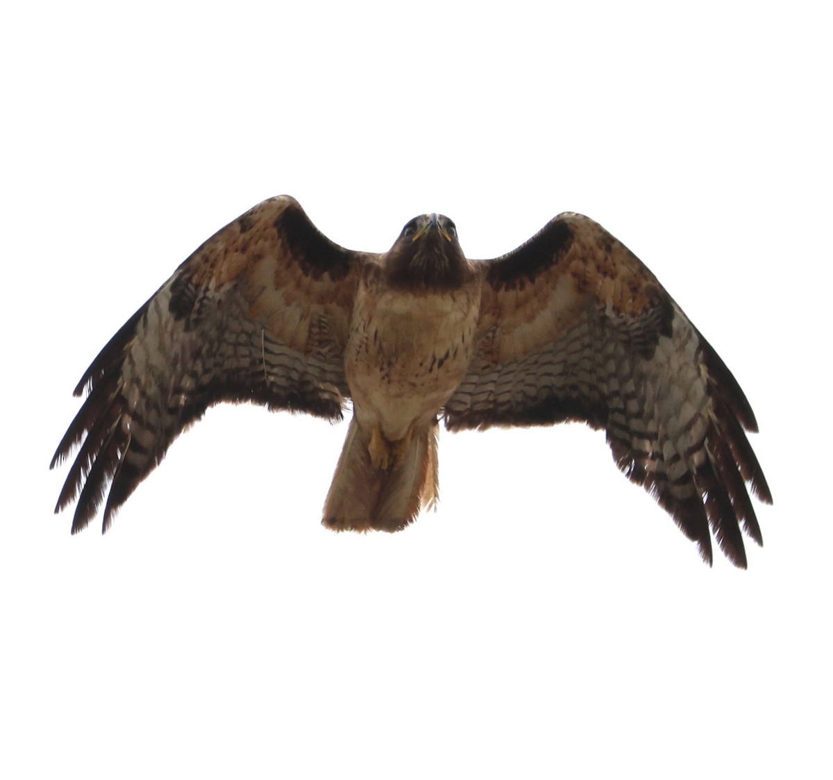 Red-tailed Hawk - ML619204927