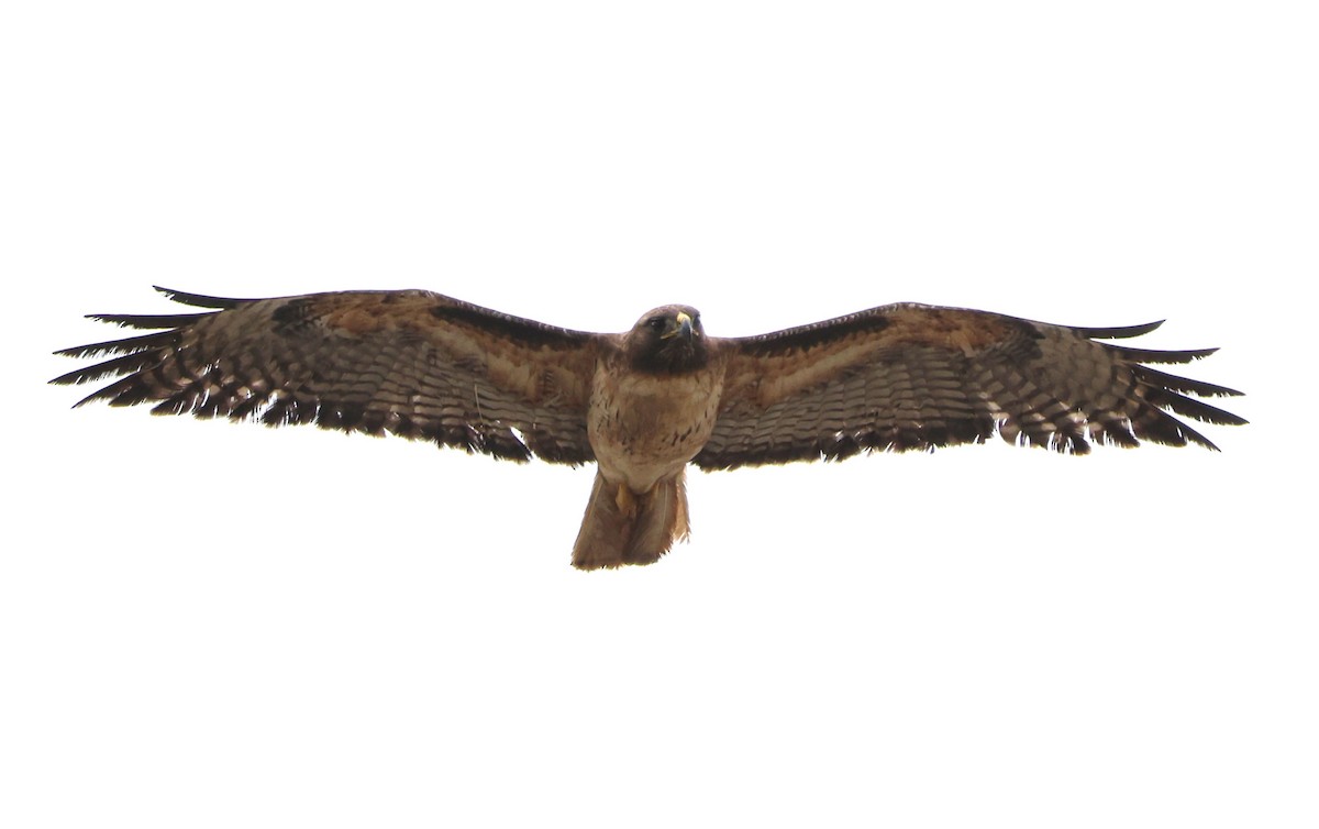 Red-tailed Hawk - ML619204929