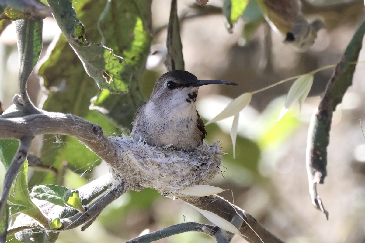 Costa's Hummingbird - ML619204932