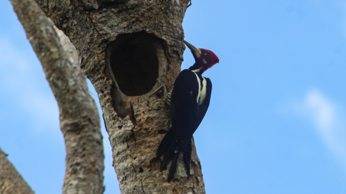 Crimson-crested Woodpecker - ML619205037
