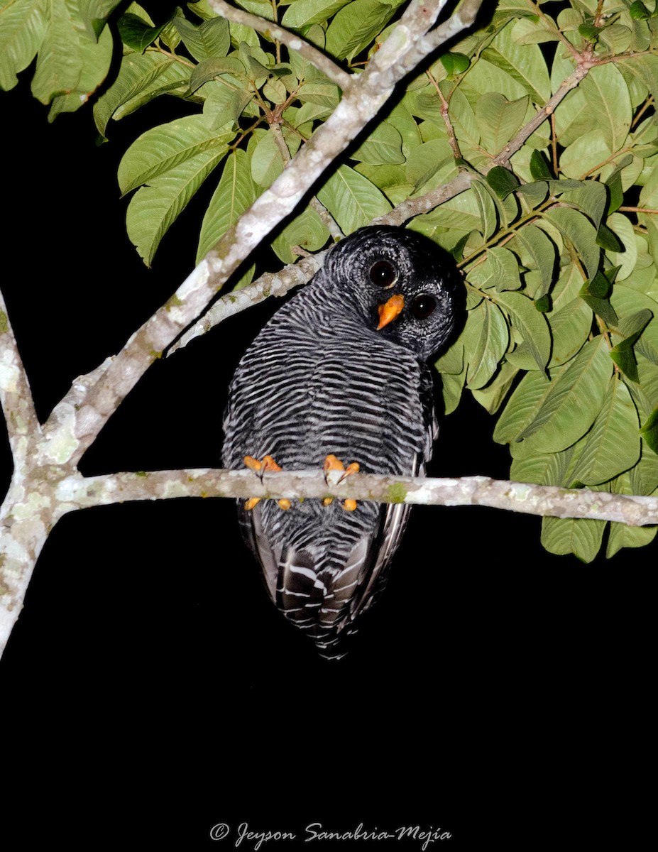 Black-banded Owl - ML619205053