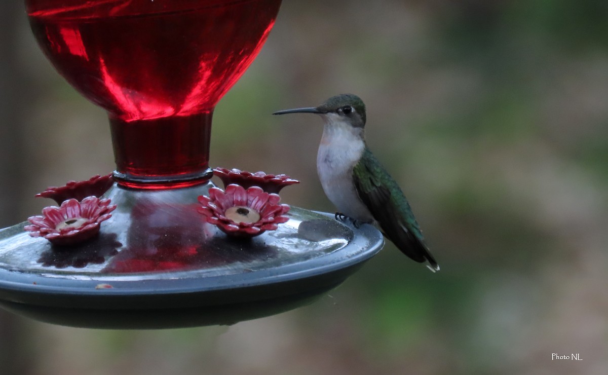 Ruby-throated Hummingbird - ML619205057