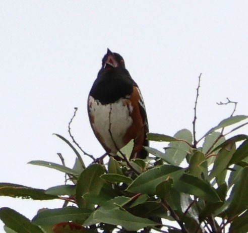 Spotted Towhee - ML619205067