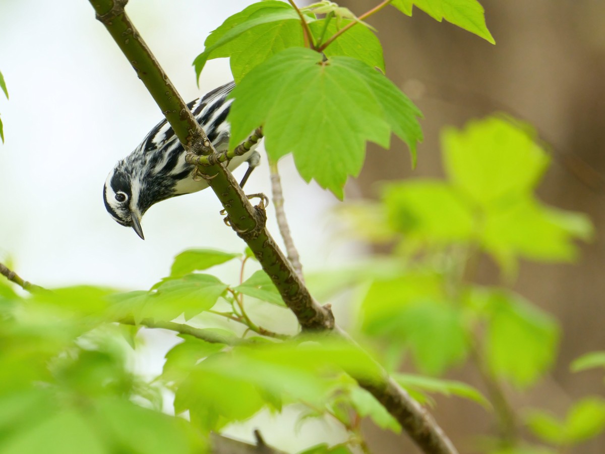 Black-and-white Warbler - ML619205075