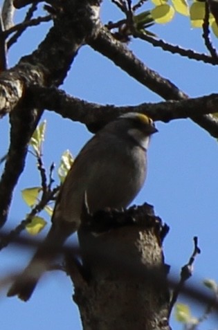 White-throated Sparrow - ML619205077
