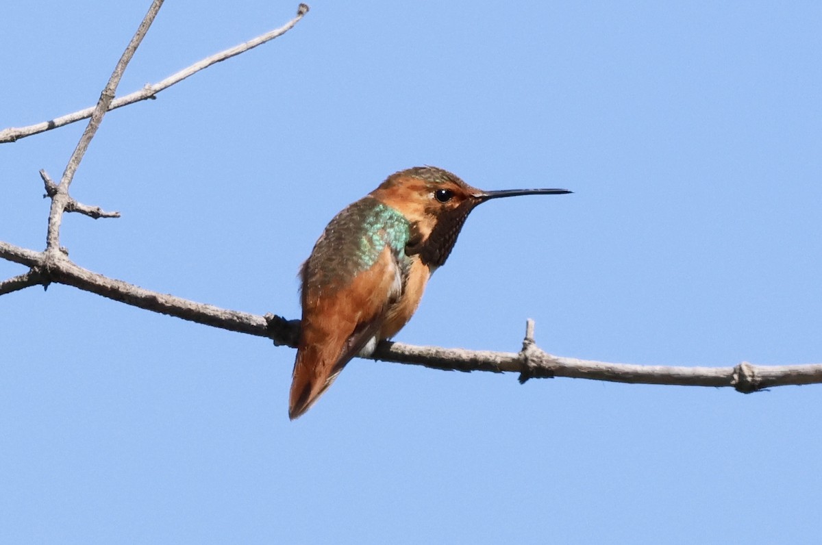 Allen's Hummingbird - ML619205103