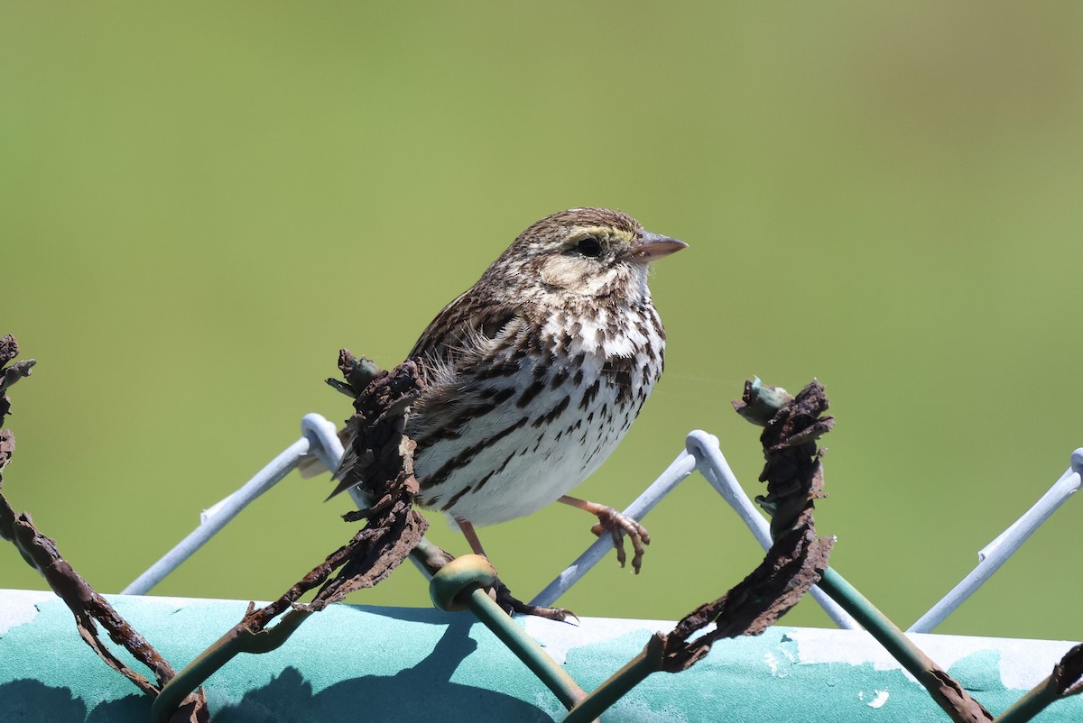 Savannah Sparrow (Belding's) - ML619205155