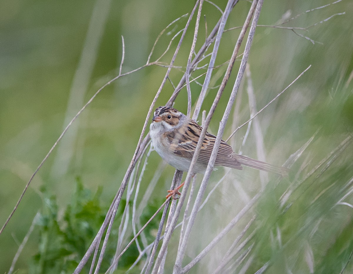 Clay-colored Sparrow - ML619205162