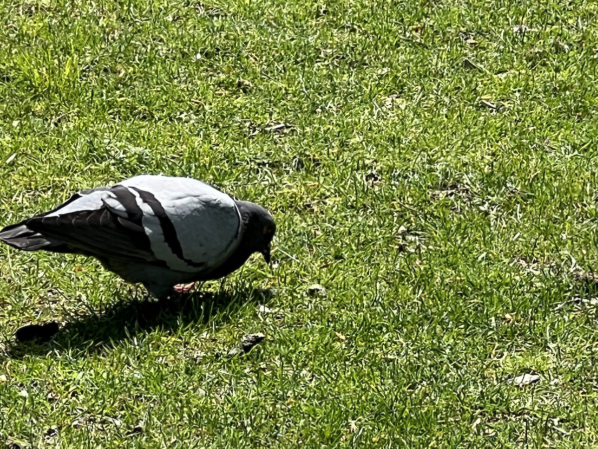 Rock Pigeon (Feral Pigeon) - ML619205186