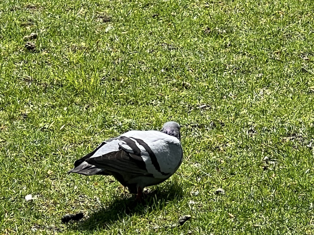 Rock Pigeon (Feral Pigeon) - ML619205187