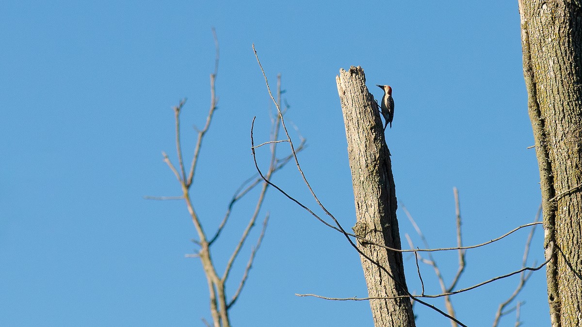 Red-bellied Woodpecker - ML619205194