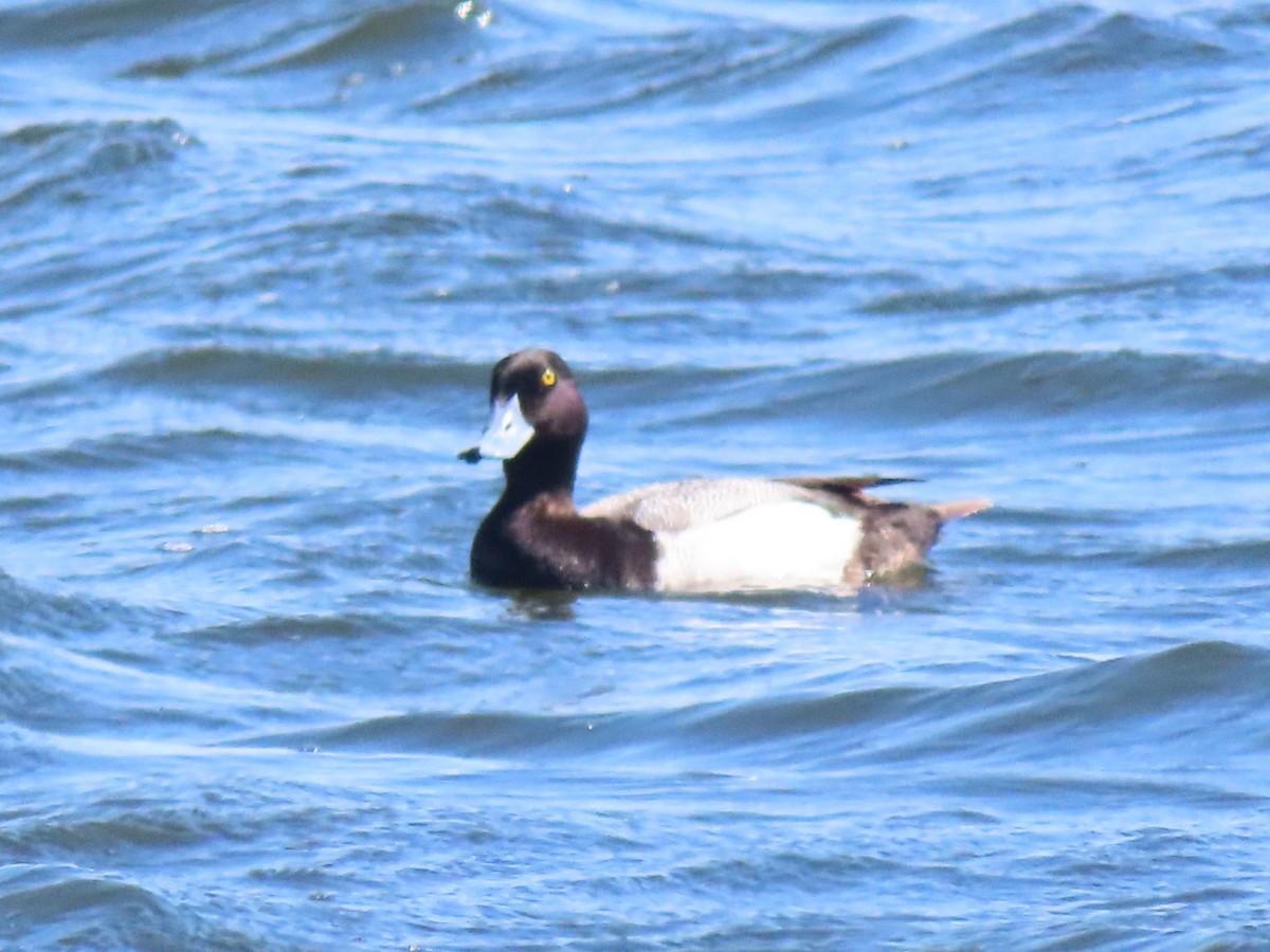 Greater/Lesser Scaup - ML619205228