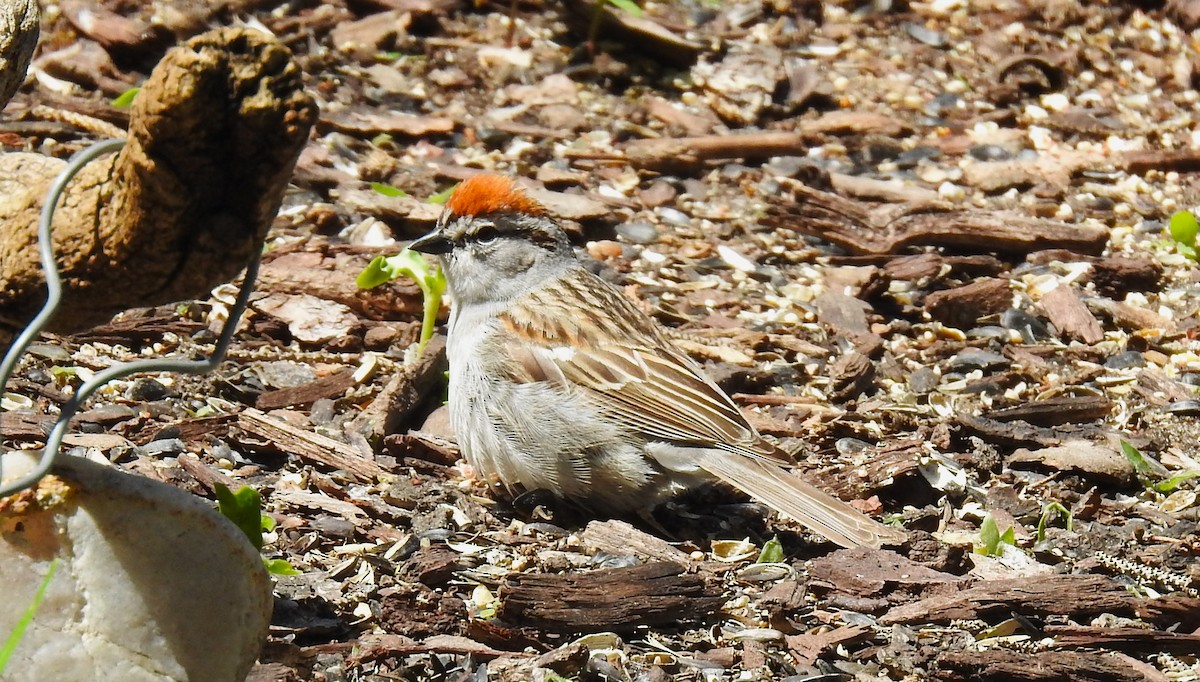 Chipping Sparrow - ML619205291
