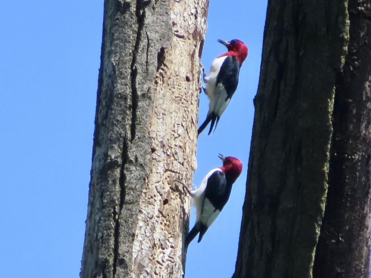 Red-headed Woodpecker - ML619205358