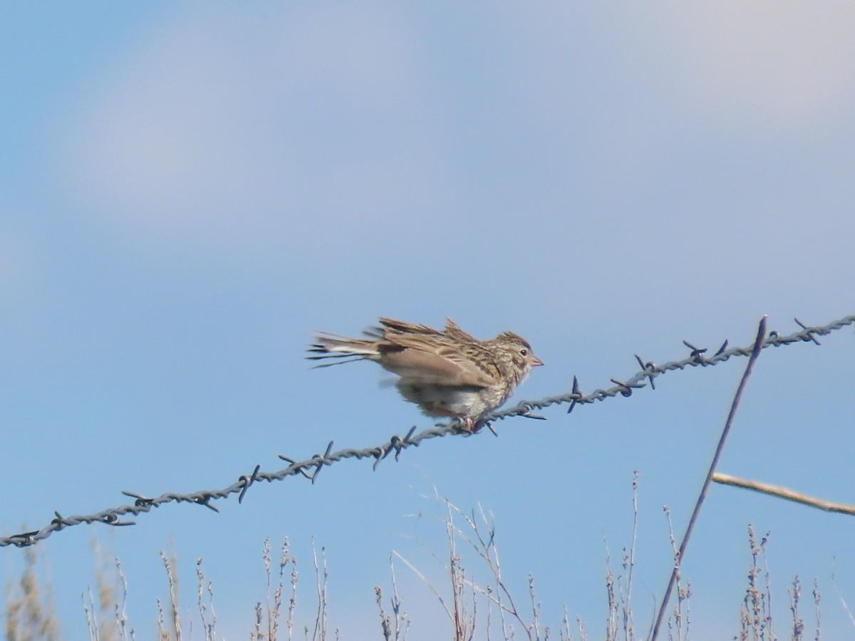 Vesper Sparrow - ML619205373