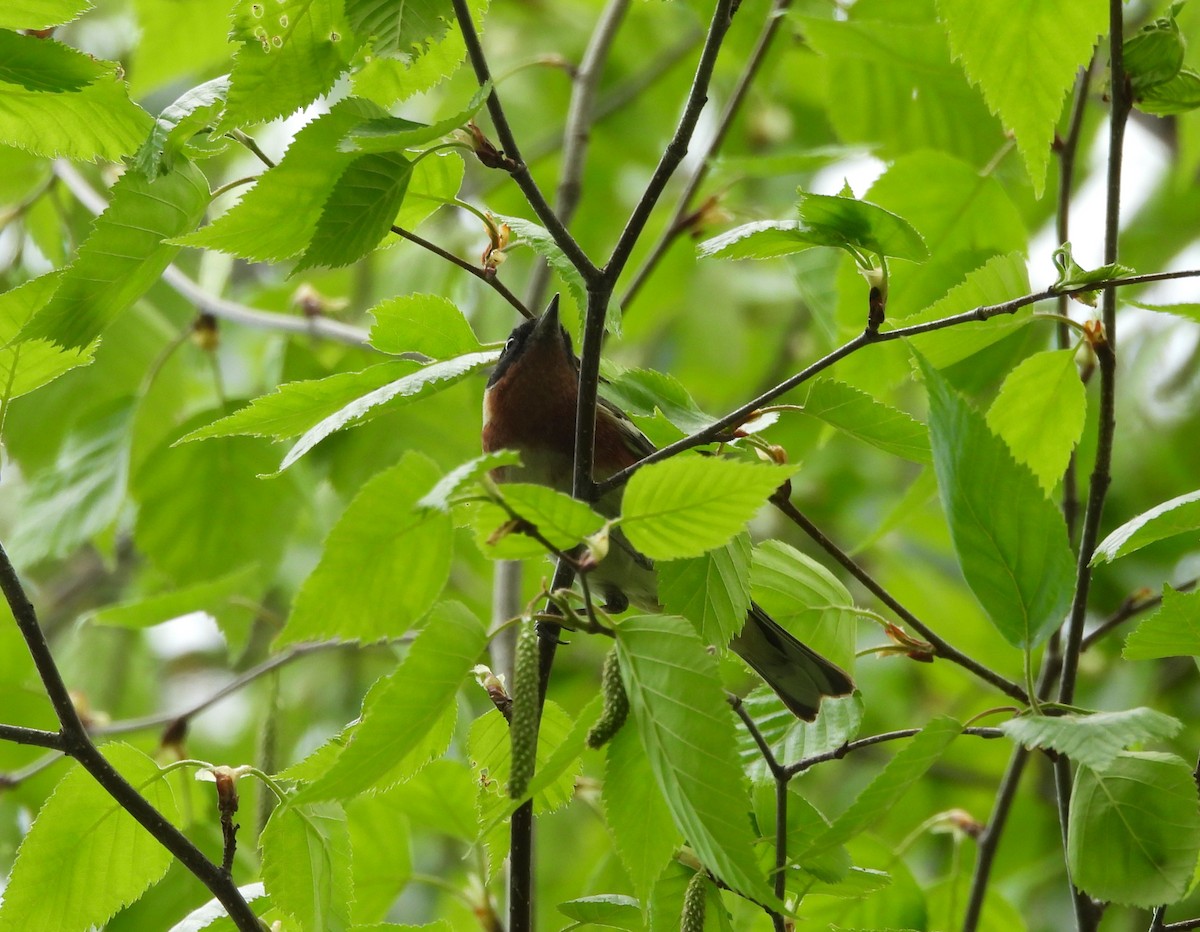 Bay-breasted Warbler - ML619205458