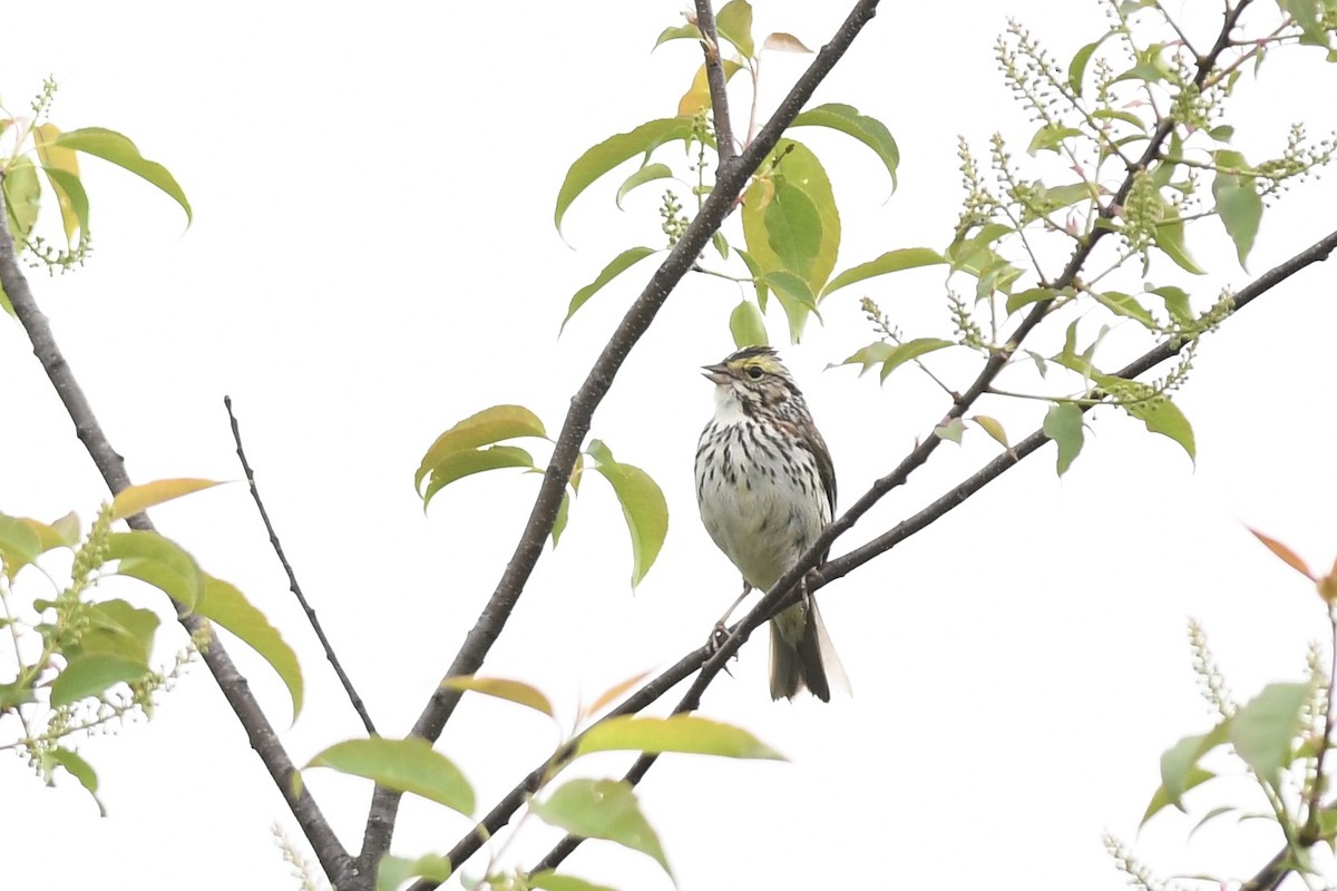 Savannah Sparrow - ML619205463