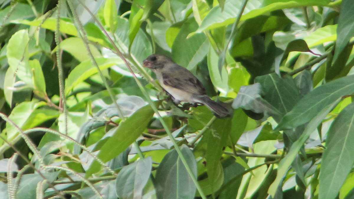 Gray Seedeater - ML619205556